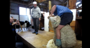 NZ wool